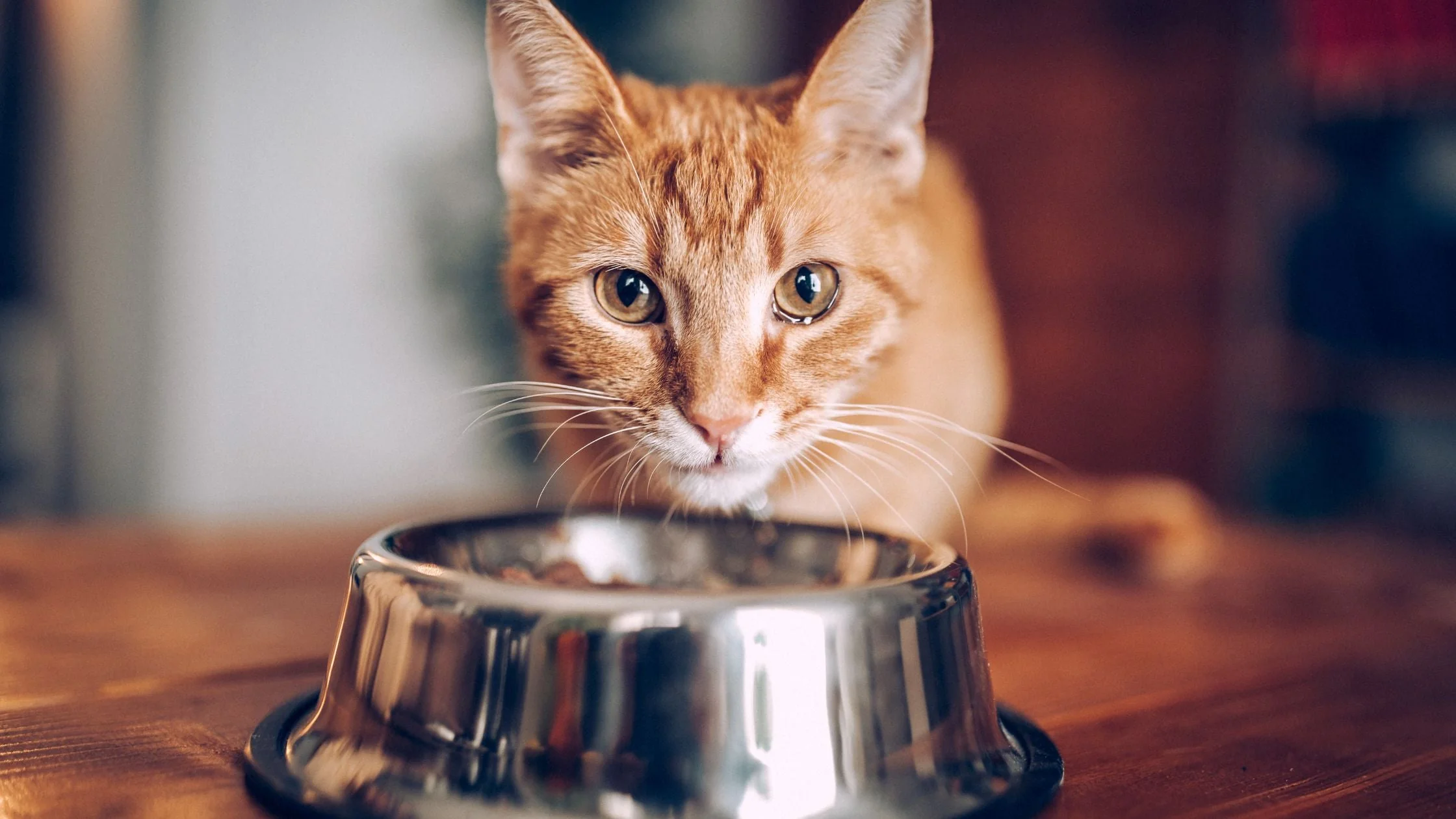 Why Pet Supplements Are Important for Your Pet’s Health